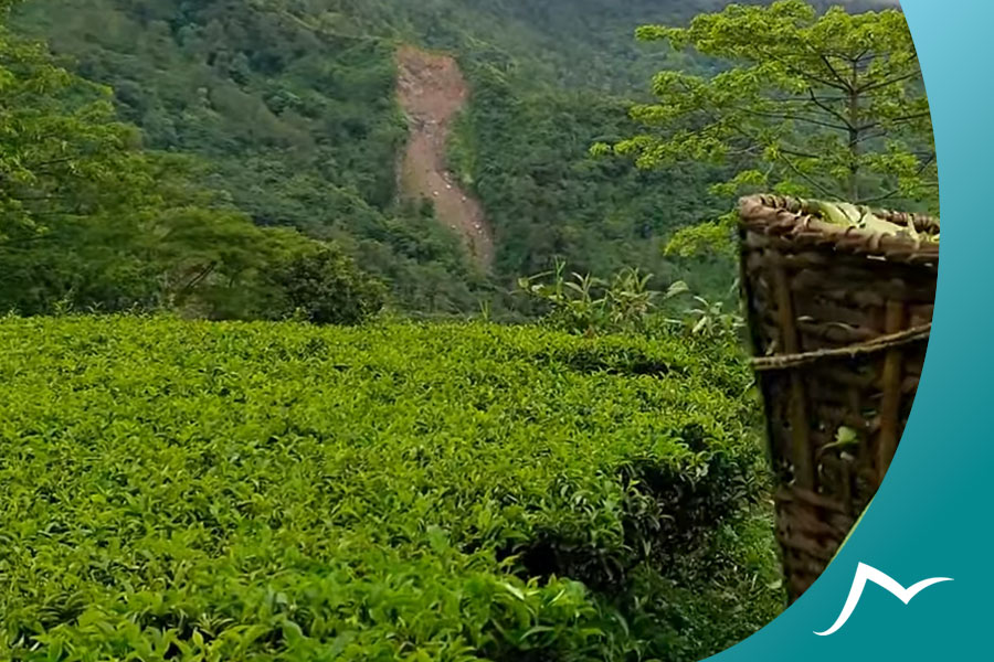 Nepalese Tea