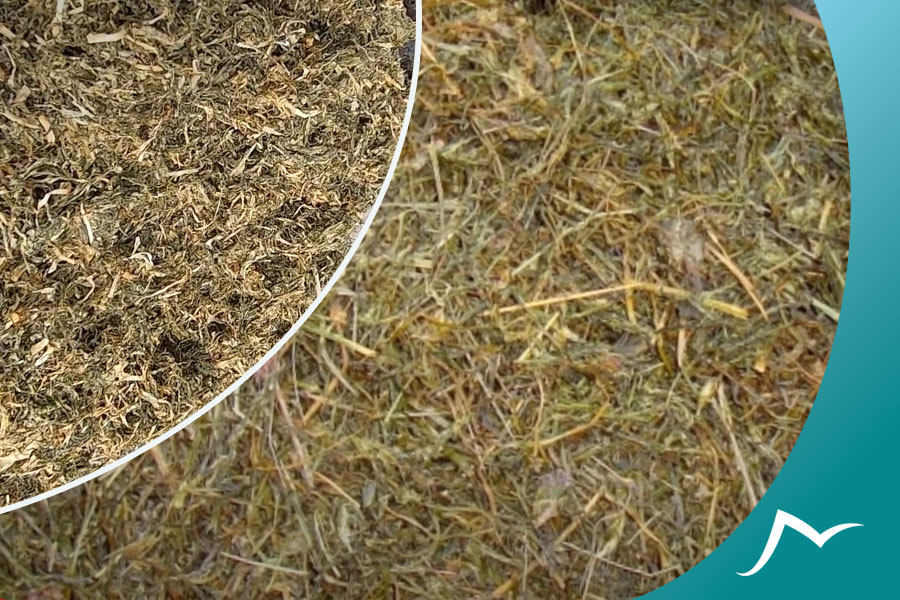 Nepali Herb Jimbu