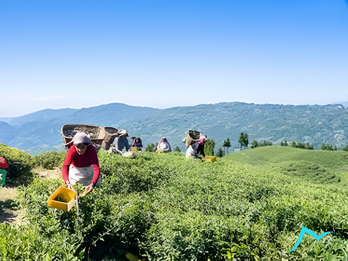 Enchanting Ilam: A Personal Exploration of Nature and Culture